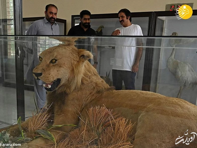 (تصاویر) تاکسیدرمی حیوانات خانگی پس از مرگ